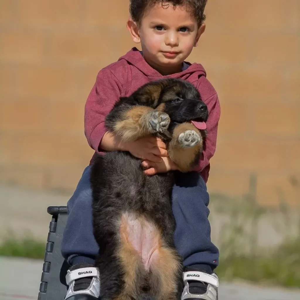 Black and Red Female (03B24) Long Coat German Shepherd Puppy profile photo 01 by Royal Tribes K9