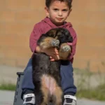 Black and Red Female (03B24) Long Coat German Shepherd Puppy profile photo 01 by Royal Tribes K9