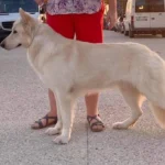 Mountain Wolves Argentina JAMIE LANNISTER German Shepherd sire breed profile photo 07 for Royal Tribes K9 pedigree content