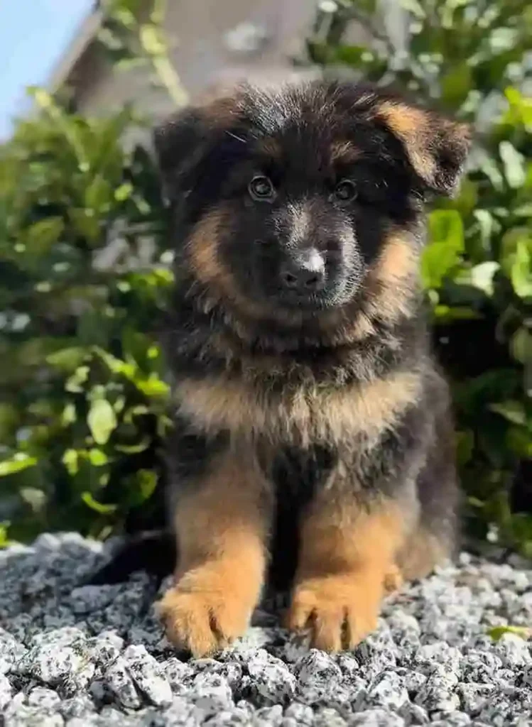 German Shepherd puppies for sale in Pebble Beach - 35 11Zon 27 11Zon 91 11Zon German Shepherd puppy image by Royal Tribes K9