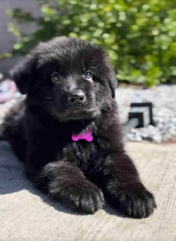 43 11Zon 34 11Zon 81 11Zon German Shepherd puppy image by Royal Tribes K9 1719 in Alpharetta, Georgia