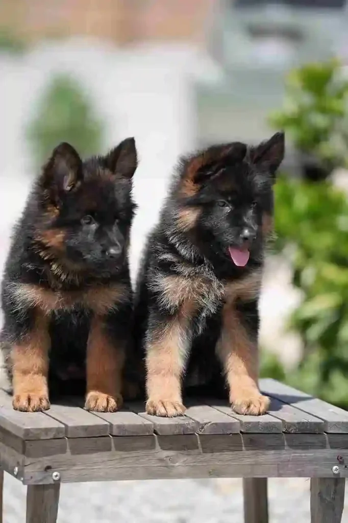 German Shepherd puppies for sale in Wichita - 46 11Zon 36 11Zon 89 11Zon German Shepherd puppy image by Royal Tribes K9 1726