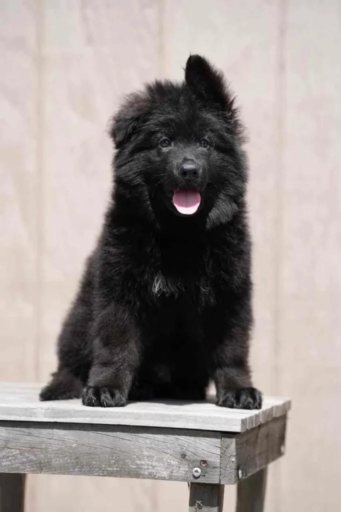 47 11Zon 37 11Zon German Shepherd puppy image by Royal Tribes K9 1523 in Thousand Oaks, California