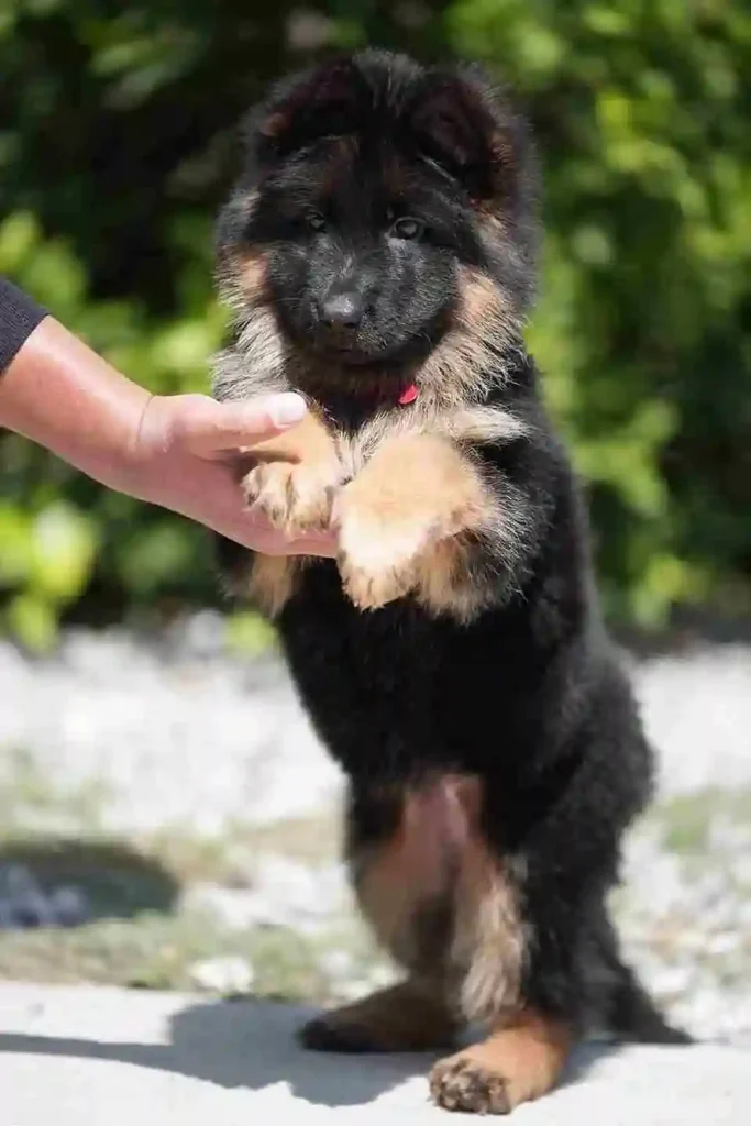 53 11Zon 39 11Zon 96 11Zon German Shepherd puppy image by Royal Tribes K9 1739 in Palos Verdes Estates, California