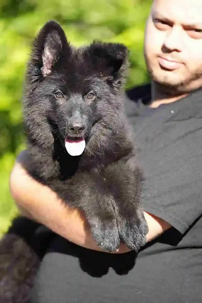 German Shepherd puppies for sale in Arvada - 55 11Zon 41 11Zon 74 11Zon German Shepherd puppy image by Royal Tribes K9 1718