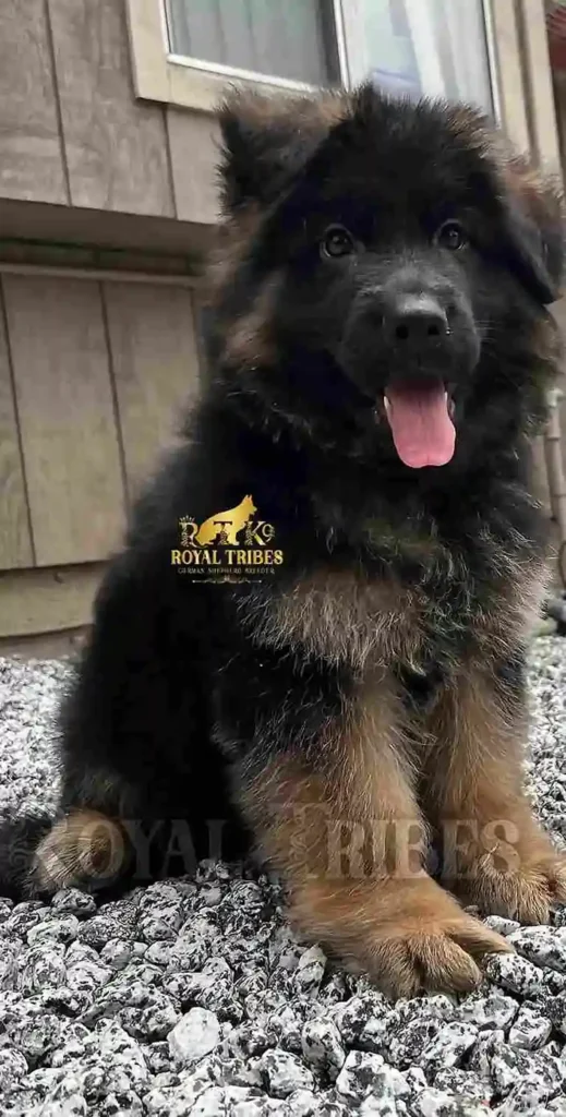German Shepherd puppies for sale in Newark - 5 11Zon 5 11Zon 22 11Zon German Shepherd puppy image by Royal Tribes K9 1216