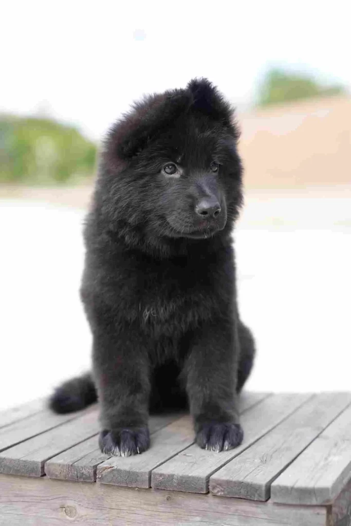 98 11Zon 67 11Zon German Shepherd puppy image by Royal Tribes K9 1257 in Anchorage, Alaska