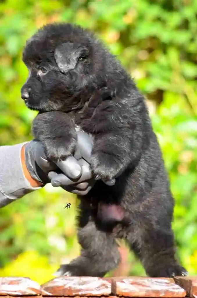 9 11Zon 8 11Zon 72 11Zon German Shepherd puppy image by Royal Tribes K9 1706 in Burlington, Massachusetts