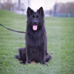 Ira Z Doliny Debow German Shepherd dam gallery image 02 for Royal Tribes K9 pedigree content