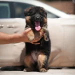 Jasper RTK9 Team ( Male ) Black and Red Long Coat German Shepherd Puppy gallery image 02 by Royal Tribes K9