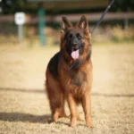 Lexi RTK9 Team German Shepherd dam gallery image 02 for Royal Tribes K9 pedigree content