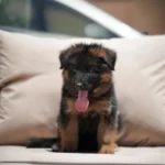 Javor RTK9 Team ( Male ) Black and Red Long Coat German Shepherd Puppy gallery image 02 by Royal Tribes K9