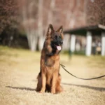 Lexi RTK9 Team German Shepherd dam coat detail photo 03 for Royal Tribes K9 pedigree content