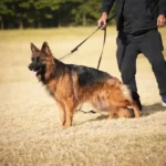 Lexi RTK9 Team German Shepherd dam standing portrait 04 for Royal Tribes K9 pedigree content