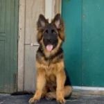 Giselle RTK9 Team ( Female ) Full Black And Red Long Coat German Shepherd Puppy gallery image 02 by Royal Tribes K9