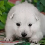 Silas ( Male ) Full White Long Coat German Shepherd Puppy gallery image 02 by Royal Tribes K9