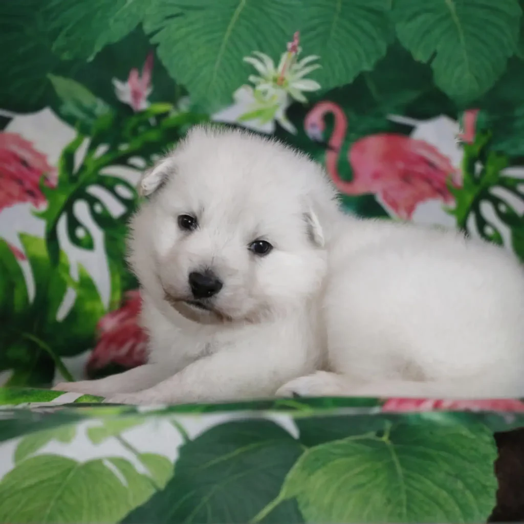 Silas ( Male ) Full White Long Coat German Shepherd Puppy profile photo 01 by Royal Tribes K9