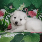 Silas ( Male ) Full White Long Coat German Shepherd Puppy profile photo 01 by Royal Tribes K9