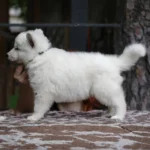 Storm ( Male ) Long Coat German Shepherd Puppy gallery image 02 by Royal Tribes K9