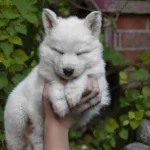 Soren ( Male ) Long Coat German Shepherd Puppy gallery image 02 by Royal Tribes K9