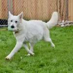 MALIBU ANGEL German Shepherd dam gallery image 02 for Royal Tribes K9 pedigree content