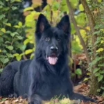 COLA z Siedliska Tim German Shepherd dam gallery image 02 for Royal Tribes K9 pedigree content