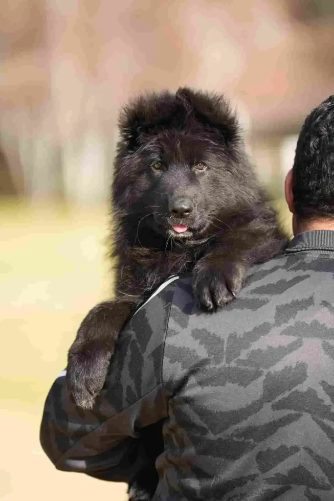 German Shepherd puppies for sale in Coronado - Best German Shepherd Breeder Near Me Silver Lake German Shepherd puppy image