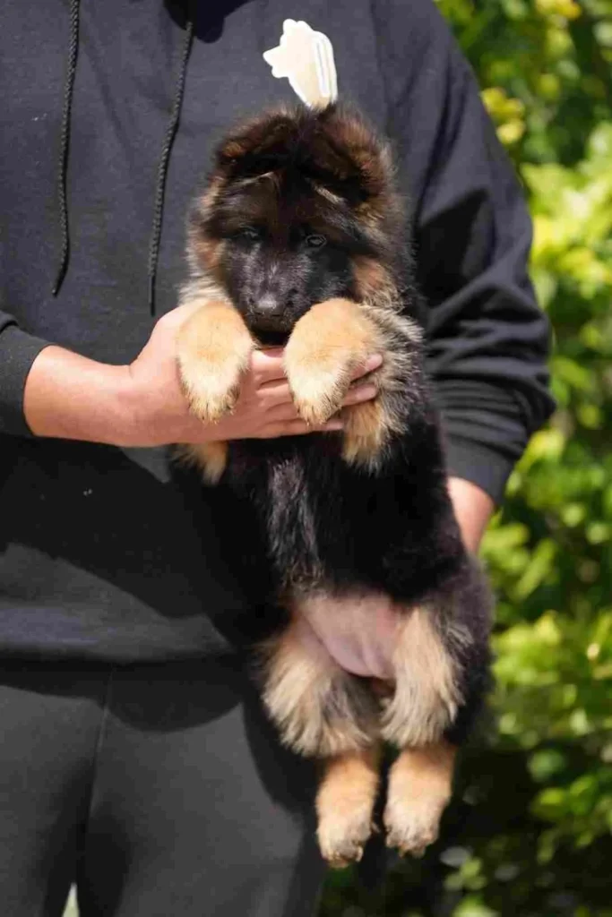 Best German Shepherd Breeder Near Me Valley German Shepherd puppy image by Royal Tribes K9 1149 in Calabasas, California
