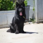 Amidor De La Madonina German Shepherd sire coat detail photo 03 for Royal Tribes K9 pedigree content