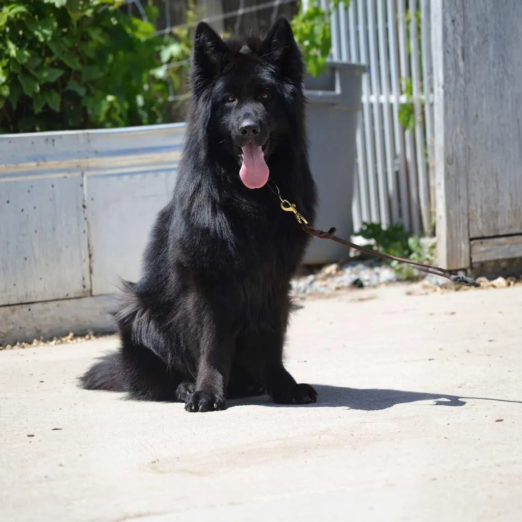 Amidor De La Madonina German Shepherd sire coat detail photo 03 for Royal Tribes K9 pedigree content