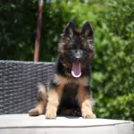 Hazira RTK9 Team ( Female ) Long Coat German Shepherd Puppy gallery image 02 by Royal Tribes K9