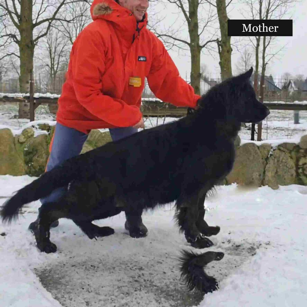 UNIKA von Raborino German Shepherd dam profile photo 01 for Royal Tribes K9 pedigree content