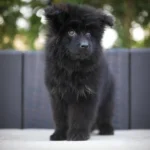 Ivora RTK9 Team ( Female) Long Coat German Shepherd Puppy coat detail photo 03 by Royal Tribes K9