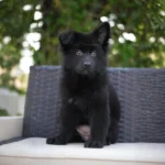 Ilza RTK9 Team ( Female) Full Black Long Coat German Shepherd Puppy coat detail photo 03 by Royal Tribes K9