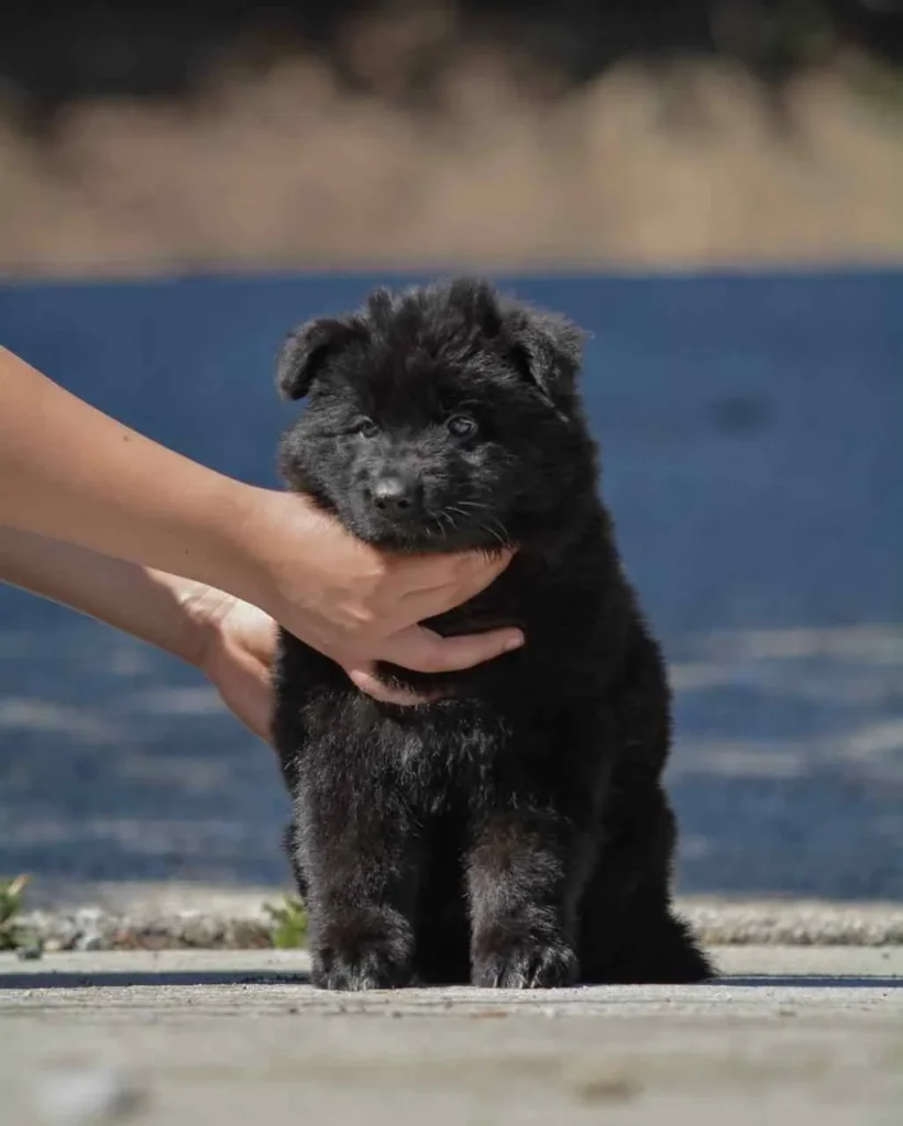 German Shepherd puppies for sale in Boise Idaho - Black German Shepherd Puppies Arden Arcade German Shepherd puppy image by