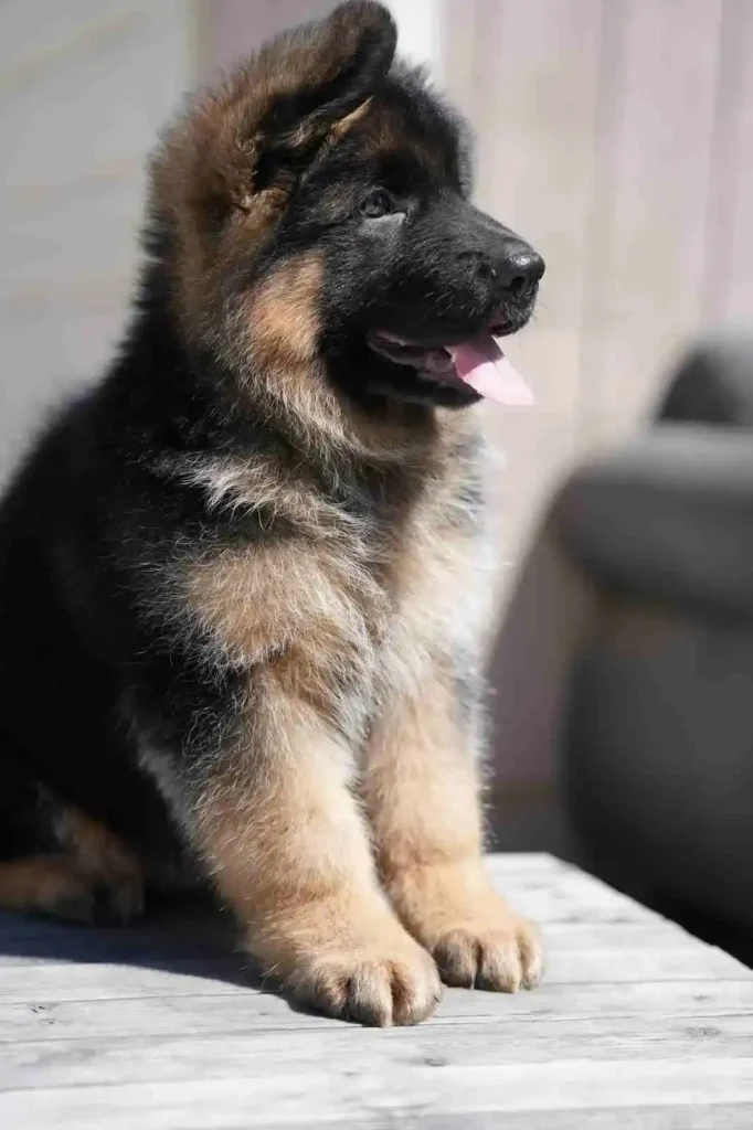 Black German Shepherd Puppies Belmont California German Shepherd puppy image by Royal Tribes K9 1512 in Omaha, Nebraska
