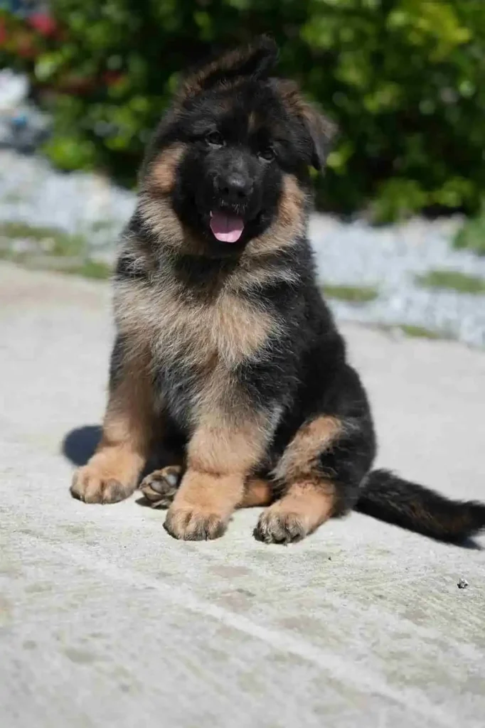 German Shepherd portrait used for puppy pickup and delivery guidance to St. Louis, Missouri.