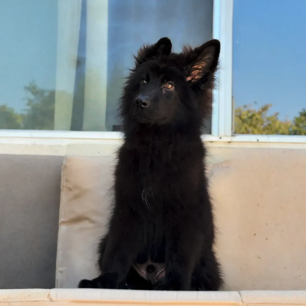 Inferno RTK9 Team ( Male) Full Black Long Coat German Shepherd Puppy profile photo 01 by Royal Tribes K9