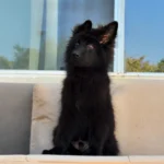 Inferno RTK9 Team ( Male) Full Black Long Coat German Shepherd Puppy profile photo 01 by Royal Tribes K9