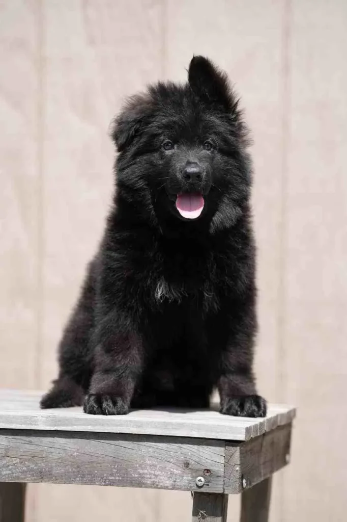 Black German Shepherd Puppies Fairfield California German Shepherd puppy image by Royal Tribes K9 1510 in Ojai, California