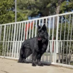 LA VIUDA NEGRA RTK9 TEAM German Shepherd dam gallery image 02 for Royal Tribes K9 pedigree content