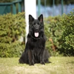 Honda German Shepherd dam gallery image 02 for Royal Tribes K9 pedigree content