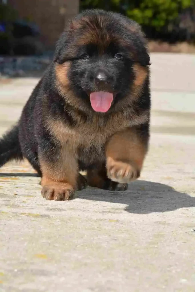 German Shepherd portrait used for puppy pickup and delivery guidance to Louisville, Kentucky.