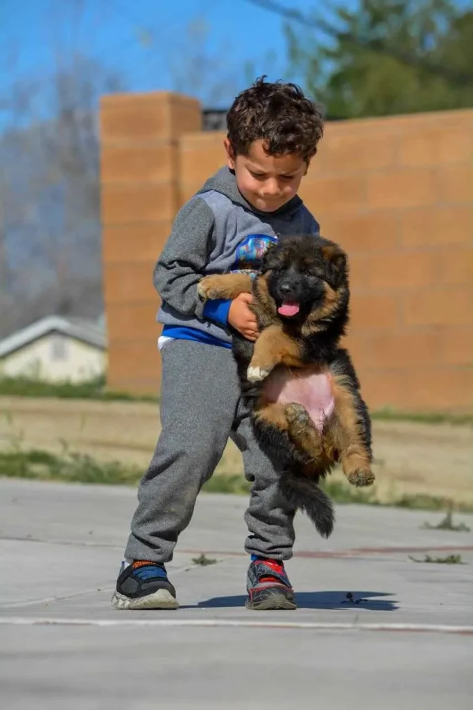 German Shepherd puppies for sale in Cheyenne - Black German Shepherd Puppies Richmond California German Shepherd puppy image