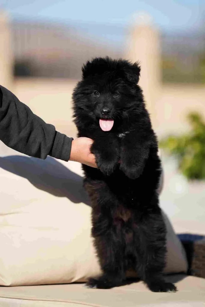 Black German Shepherd Puppies Salinas California German Shepherd puppy image by Royal Tribes K9 1277 in Newark, New Jersey