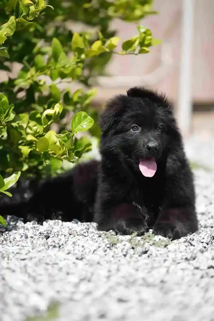 Black German Shepherd Puppies San Bernardino German Shepherd puppy image by Royal Tribes K9 1675 in Detroit, Michigan