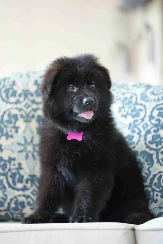 Black German Shepherd Puppies Sunnyvale California German Shepherd puppy image by Royal Tribes K9 1095 in Downtown Los