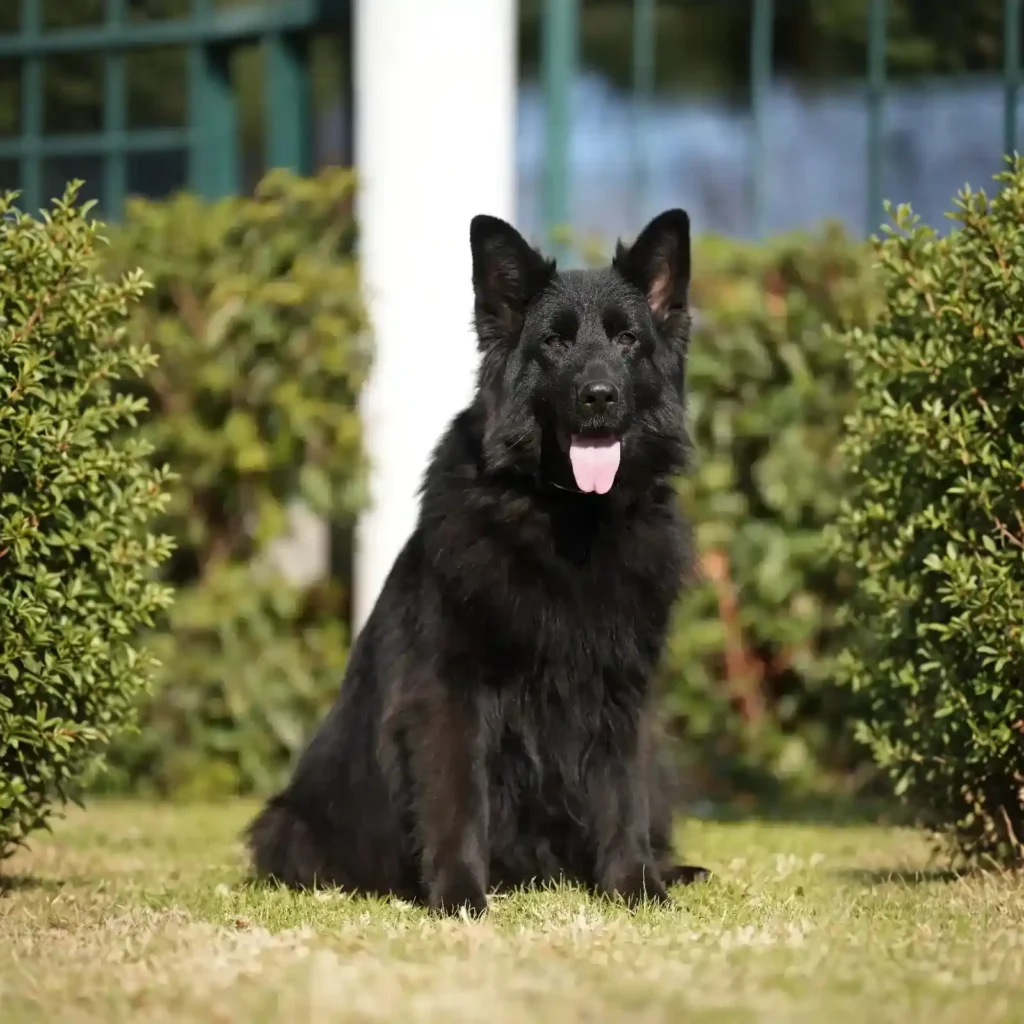 Honda German Shepherd dam profile photo 01 for Royal Tribes K9 pedigree content