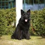 Honda German Shepherd dam profile photo 01 for Royal Tribes K9 pedigree content