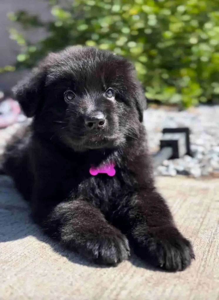 Black German Shepherd Puppies Vail Colorado German Shepherd puppy image by Royal Tribes K9 1259 in ada Flintridge, California